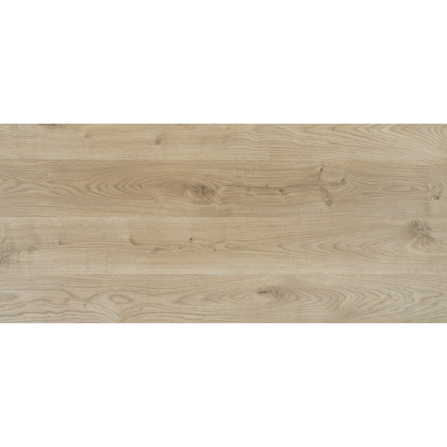 H162 Z5L Minesotos ąžuolas